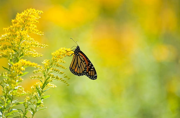 istock Monarch Feeding On Goldenrod Series 174950093