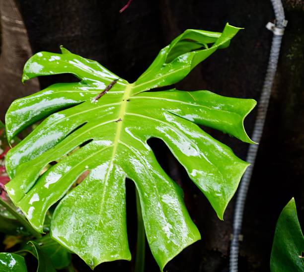 istock a leaf of a plant. 1749504352