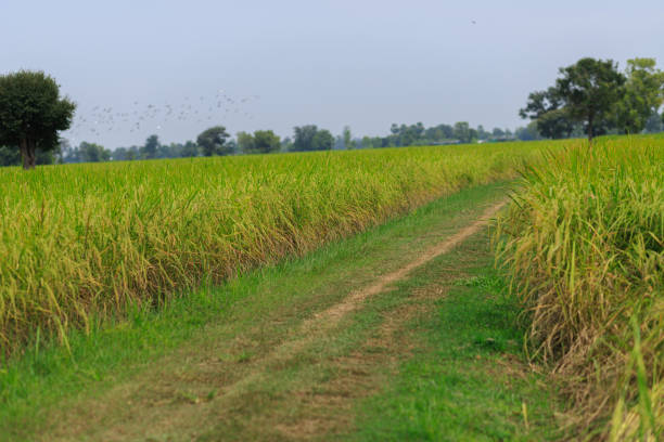 die reisfelder waren voller reis. - green field agriculture summer stock-fotos und bilder