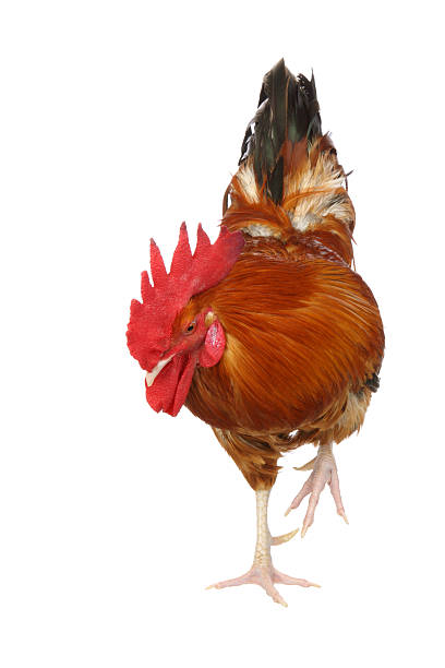 istock Cock findin food 174950761