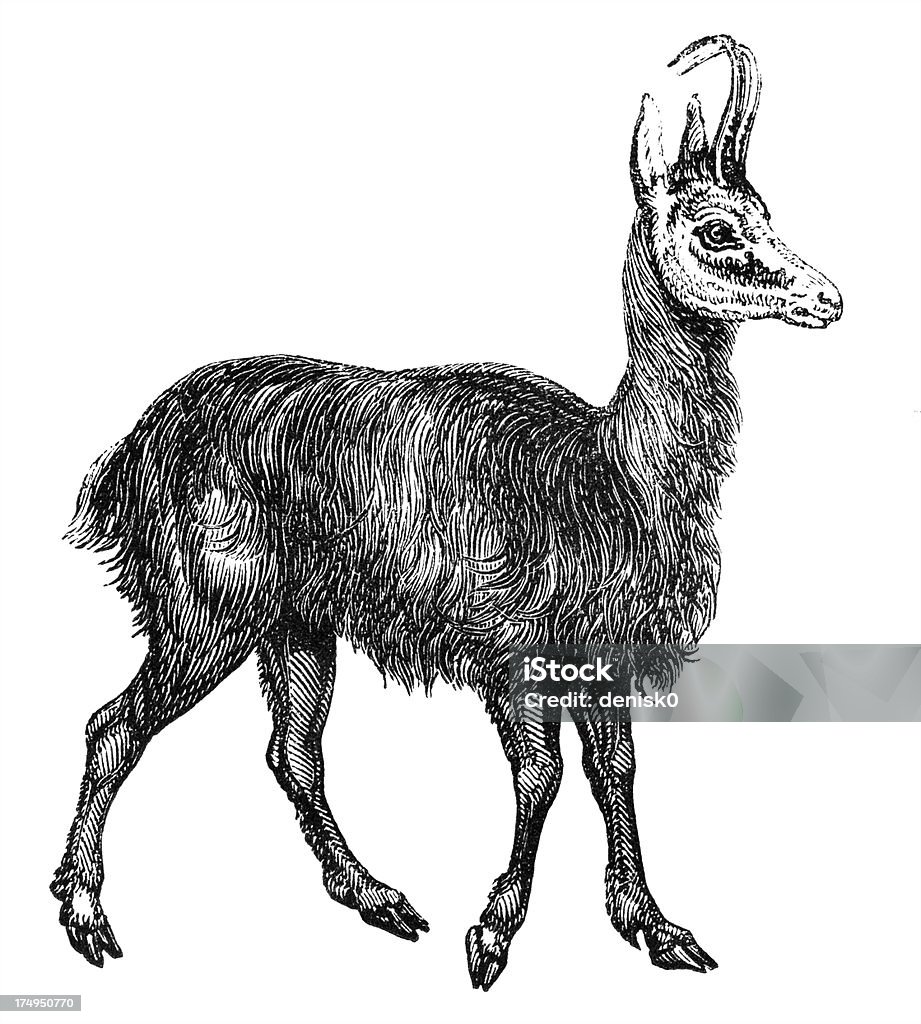 Chamois - Illustration de Isard libre de droits