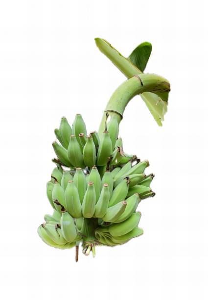istock a bunch of bananas hanging from a tree. 1749508826