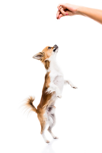 Curious Chihuahua on white background.To see more: