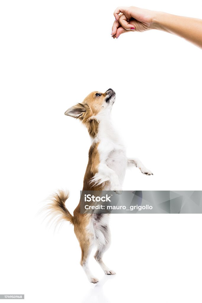 Любознательный Чиуауа - Стоковые фото Собака роялти-фри