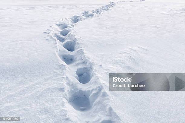 Footprints Na Neve - Fotografias de stock e mais imagens de Ao Ar Livre - Ao Ar Livre, Beleza natural, Branco