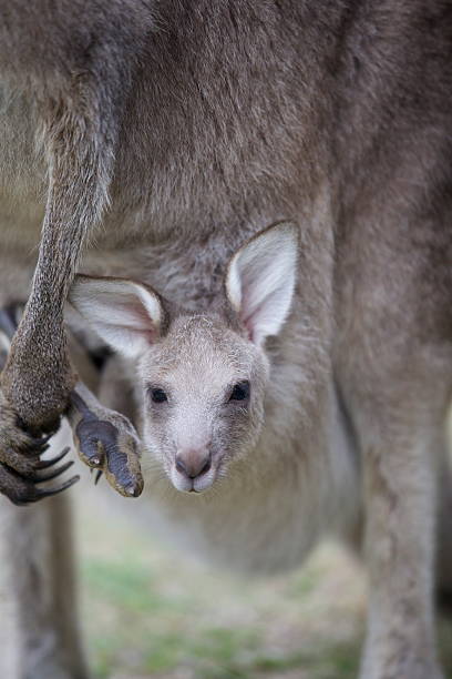 joey - kangaroo joey marsupial mammal stock-fotos und bilder