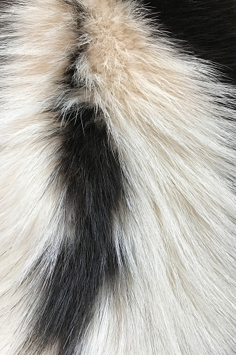 Close up of black and white fur of striped skunk, Mephitis mephitis.