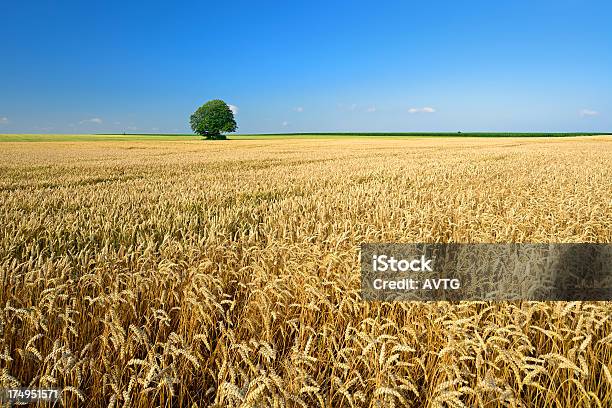 栗の木を兼ねウィイートフィールドの夏の風景 - 田畑のストックフォトや画像を多数ご用意 - 田畑, 一本の木, 小麦