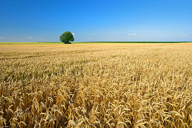 Wheat in rural agricultural field during sunset against sky