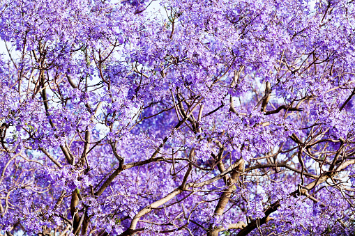 Closeup Jacaranda tree purple blossoms in spring, full frame horizontal composition