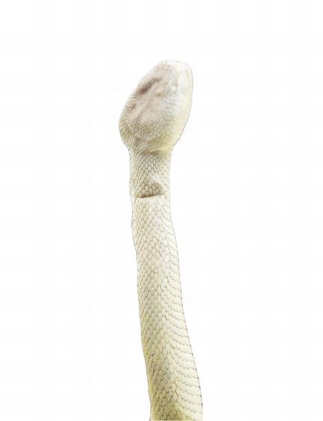 istock the arm of a white snake. 1749521584