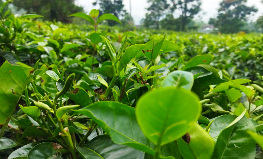 low perspective of tea farm with beautiful green leaves colour