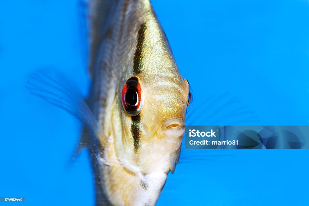 Rzut dyskiem fish - Zbiór zdjęć royalty-free (Akwarium dla rybek)
