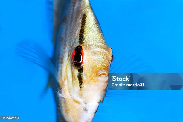 Rzut Dyskiem Fish - zdjęcia stockowe i więcej obrazów Akwarium dla rybek - Akwarium dla rybek, Fotografika, Horyzontalny