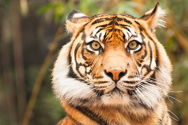 zoológico taronga tiger - taronga fotografías e imágenes de stock