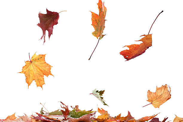 istock Autumn leaves falling on to a pile 174952736