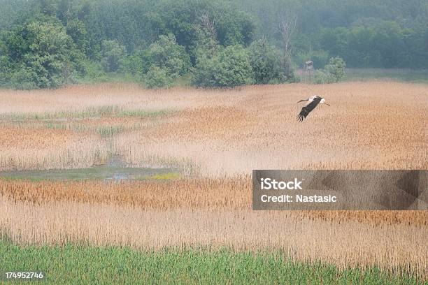 Foto de O Nevoeiro Matinal e mais fotos de stock de Acima - Acima, Animal selvagem, Caça