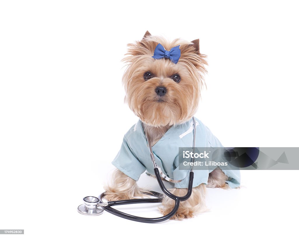 Yorkshire Terrier Veterinarian Yorkshire Terrier dressed up as a Veterinarian/Doctor.PLEASE CLICK ON THE IMAGE BELOW TO SEE MY DOGGY LIGHTBOX PORTFOLIO: Dog Stock Photo