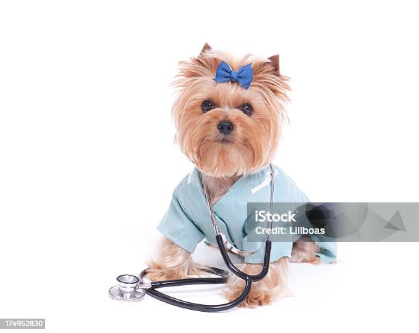 Yorkshire Terrier Veterinarian Stock Photo - Download Image Now - Dog, Costume, Pets