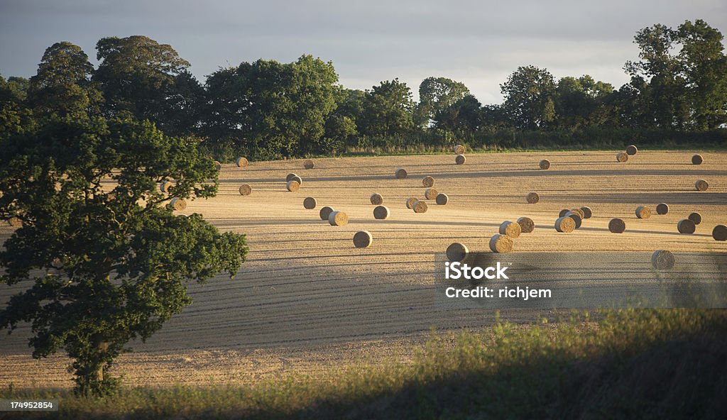 Récolte dans le North Yorkshire - Photo de Agriculture libre de droits