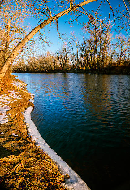 река бойсе - bare tree environment nature boise стоковые фото и изображения