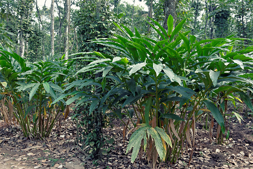 Cardamom plants and green pepper growing in the spice plantation,Kerala,India.