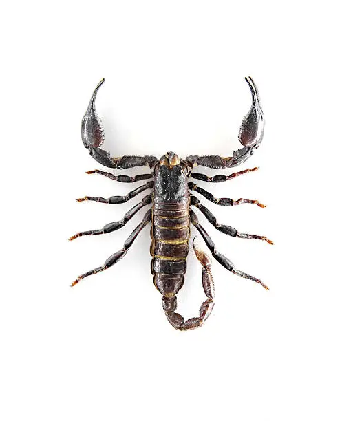 Photo of top view of a scorpion