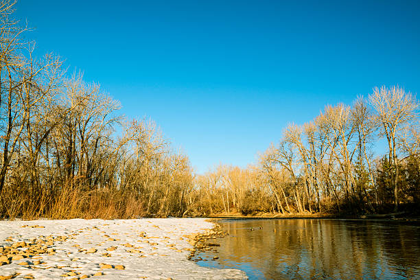 река бойсе - bare tree environment nature boise стоковые фото и изображения