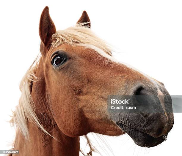 Horse Sobre Fondo Blanco Foto de stock y más banco de imágenes de Caballo - Familia del caballo - Caballo - Familia del caballo, Recortable, Fondo blanco