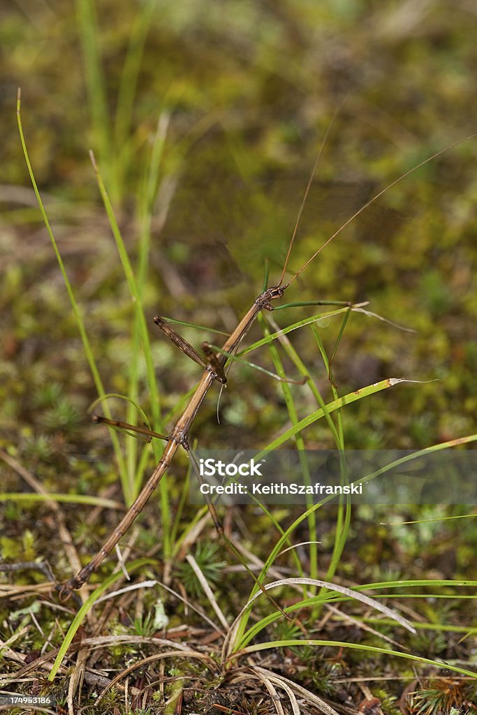 Andar pau Camoflague - Royalty-free Animal Foto de stock