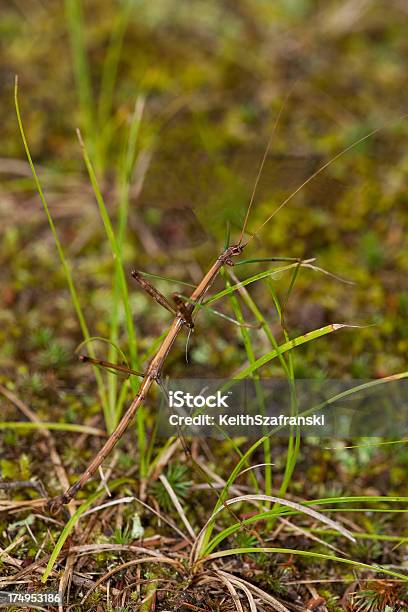 Andar Pau Camoflague - Fotografias de stock e mais imagens de Animal - Animal, Ao Ar Livre, Bicho-pau