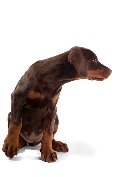 istock Doberman puppy isolated on white 174953289