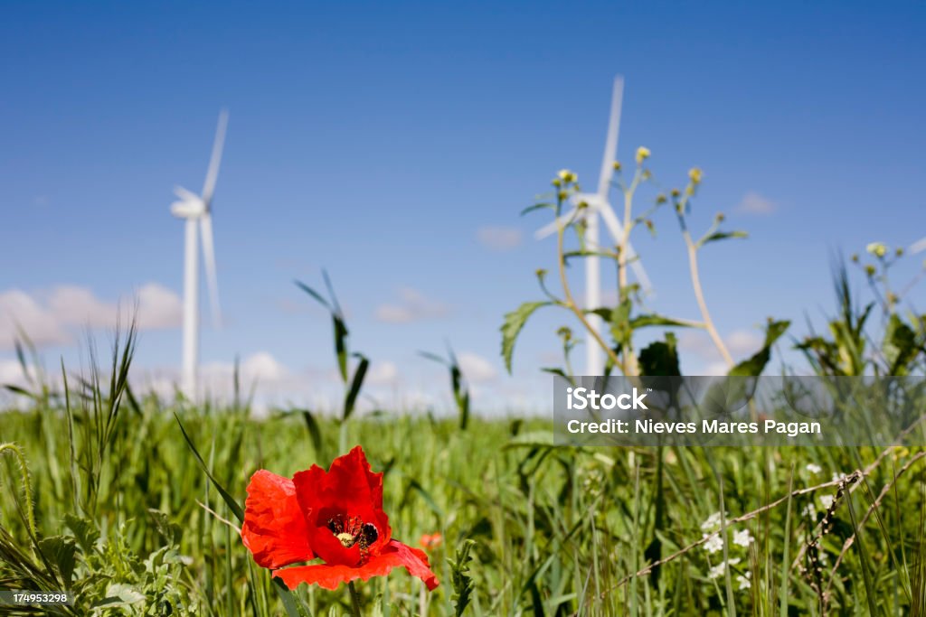 Poppy - Lizenzfrei Agrarbetrieb Stock-Foto