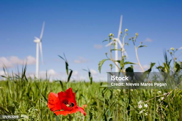 Poppy Stockfoto und mehr Bilder von Agrarbetrieb - Agrarbetrieb, Blume, Einzelne Blume