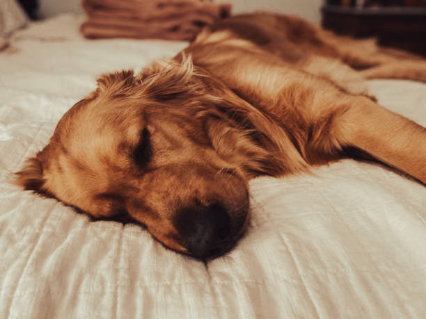 istock A cute dog lying on a bed 1749533510