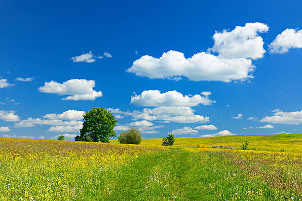 Wildflower Meadow in Spring Landscape under Cloudy Blue Sky