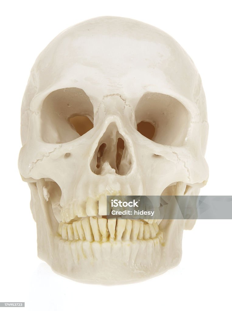 Teschio - Foto stock royalty-free di Anatomia umana