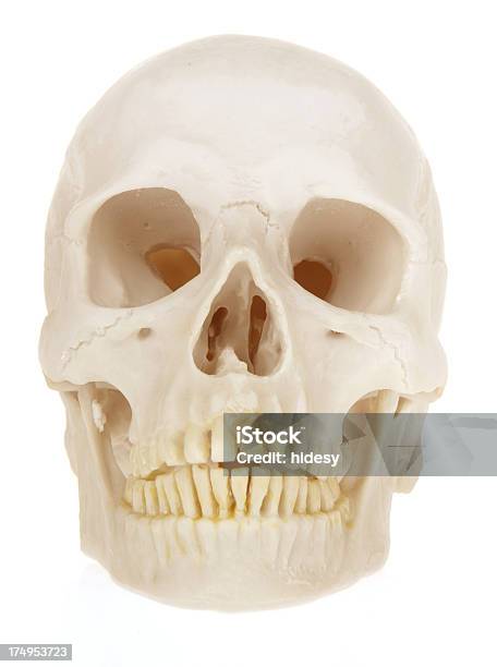 Teschio - Fotografie stock e altre immagini di Anatomia umana - Anatomia umana, Bianco, Composizione verticale
