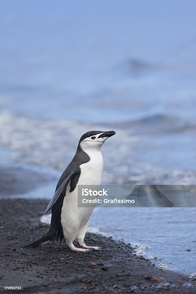 Antártica Pinguim da Antártica na praia - Foto de stock de Animal royalty-free