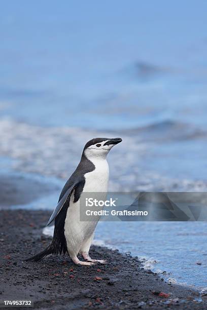 Foto de Antártica Pinguim Da Antártica Na Praia e mais fotos de stock de Animal - Animal, Antártica, Destino turístico