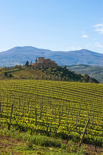 istock Vineyard fields and farm in Tuscany 174953755
