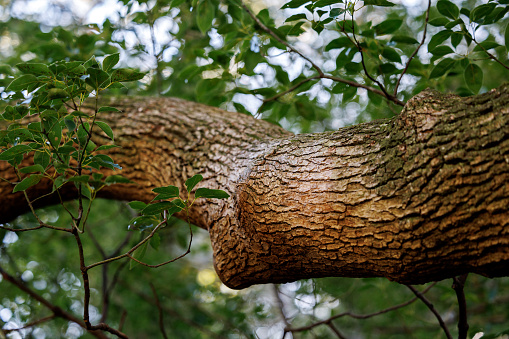 Magnificent marula tree Sclerocarya birrea with wide span, Kruger National Park, Mpumalanga, South Africa