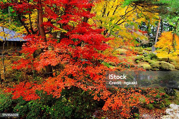 Otoño En Japón Al Jardín Foto de stock y más banco de imágenes de Arce Japonés - Arce Japonés, Estanque, Ajardinado