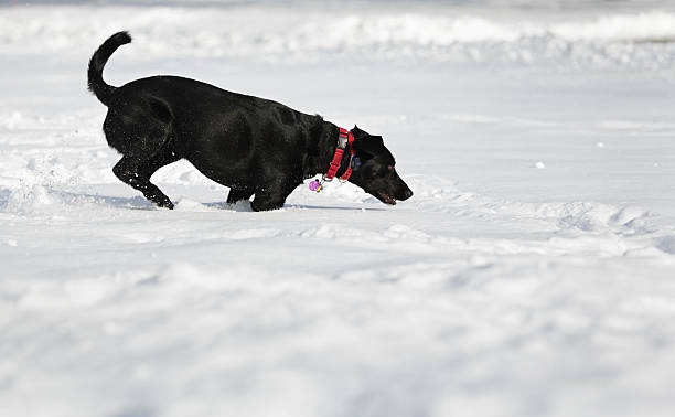 cane in esecuzione nella neve alta - isweather2013 foto e immagini stock