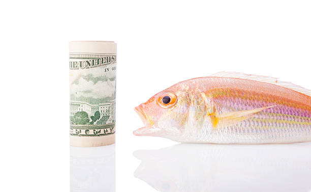 pesce e dollaro. - fish catch of fish seafood red snapper foto e immagini stock