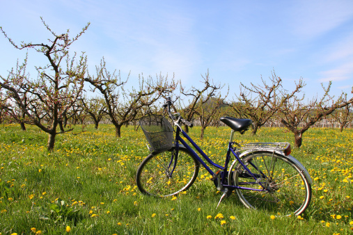 bicycle in the spring orchard