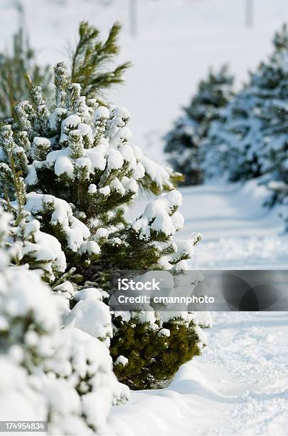 Foto de Christmas Tree Farm e mais fotos de stock de Agricultura - Agricultura, Exterior, Fazenda