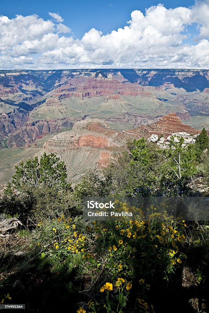Flowers in Grand Canyon, Mather Point Arizona USA "Grand Canyon from Mather Point (South Rim),  afternoon after rain, Arizona, USA." Arizona Stock Photo