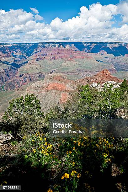 Flowers In Grand Canyon Mather Point Arizona Usa Stock Photo - Download Image Now - Arizona, Awe, Beauty In Nature