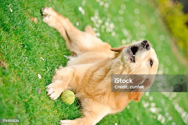 Cómo Foto de stock y más banco de imágenes de Abierto - Abierto, Aire libre, Animal